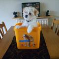 honden foto dit is onze semmy