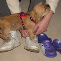 honden foto 