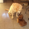 honden foto max en Bo