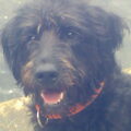 honden foto 