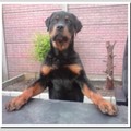 honden foto mot je van me haha