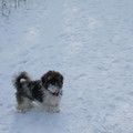 honden foto 