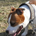 honden foto Uitrusten 