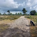 honden foto 