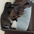 honden foto 