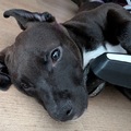 honden foto Pitweiler Ziva (Pitbull x Rottweiler) 28-02-2026