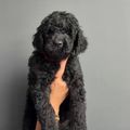 honden foto 