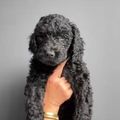 honden foto 