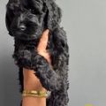 honden foto 