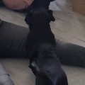 honden foto 