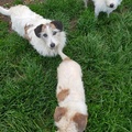 honden foto 