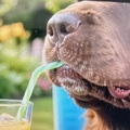 honden foto 