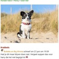 honden foto 
