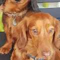honden foto 
