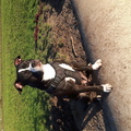 honden foto 