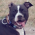 honden foto 