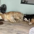 honden foto 