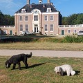 honden foto 