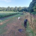 honden foto 
