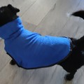 honden foto 