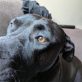honden foto 