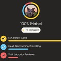 honden foto 