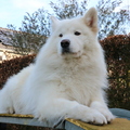 honden foto 