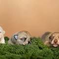honden foto 