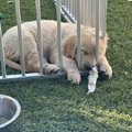 honden foto 