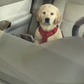 honden foto 
