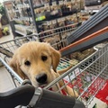 honden foto 