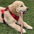 honden foto 