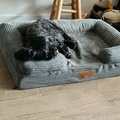 honden foto 