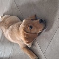 honden foto 