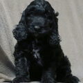 honden foto 