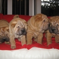 honden foto 