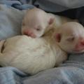 honden foto Wij zijn fantasy en fairytale en zijn twee klein pupjes, pas geboren en heel erg lief zegt onze mama