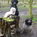 honden foto 