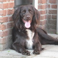 honden foto 