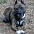 honden foto 