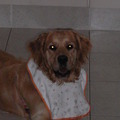 honden foto tijd om te gaan eten 