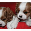 honden foto 