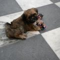 honden foto jaros