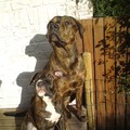 honden foto Shy & Shiva in de tuin in het zonnetje