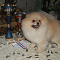honden foto junior ch bugati petit poms
op een show in frankrijk beste van het ras en derde in groep 5