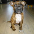 honden foto Mojo 12 weken