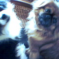honden foto Dit zijn Layka & Snoepy samen op de foto voor mij!