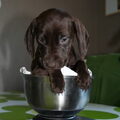 honden foto time to weigh