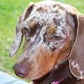 honden foto Noa haar mooie koppie