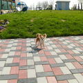 honden foto onze Jos (april 2010)